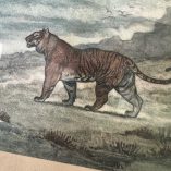 Quadro Stampa Tigre Barye