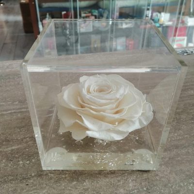 Rosa stabilizzata