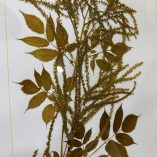 Quadro Pianta Essiccata