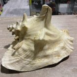 Conchiglia gigante