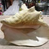 Conchiglia gigante