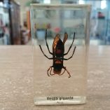 vespa gigante
