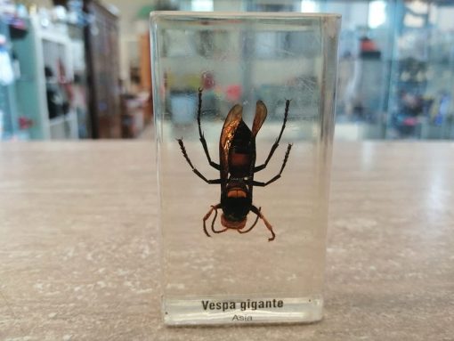 vespa gigante
