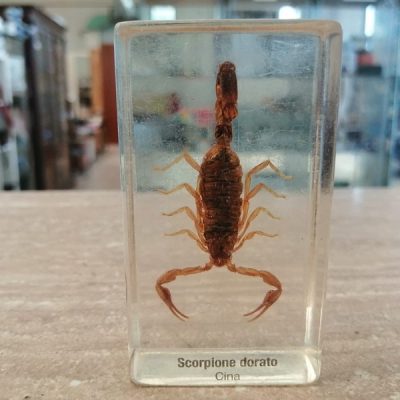 Scorpione dorato Scorpione dorato