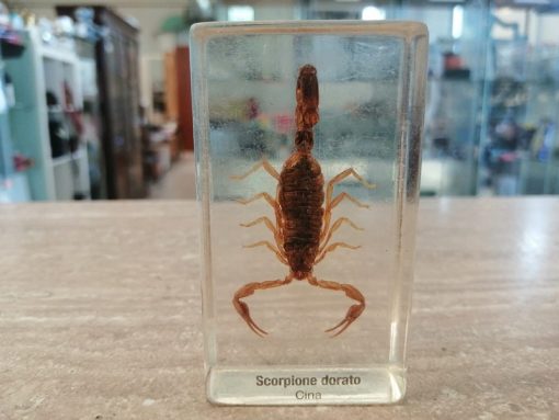 Scorpione dorato
