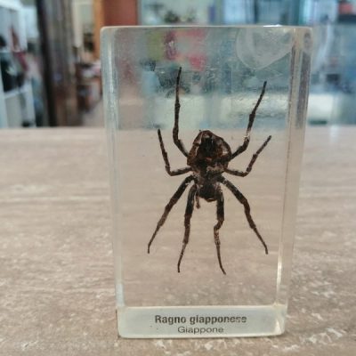Ragno Giapponese Ragno Giapponese