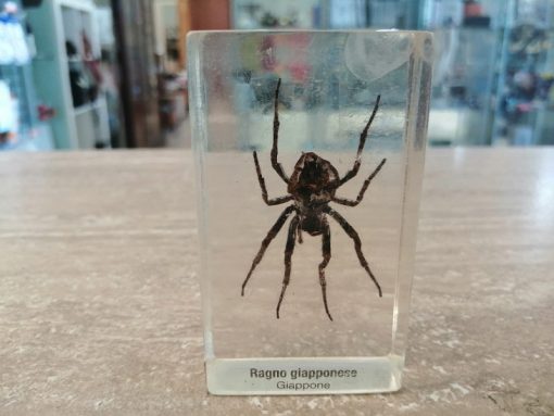 Ragno Giapponese