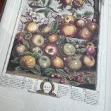 Quadretto Stampa Robert Furber Maggio