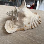 Conchiglia Vera