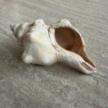 Conchiglia Vera