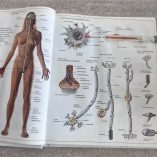 Grande Dizionario Visuale